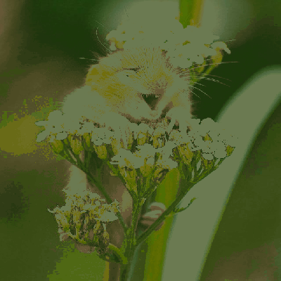 Radosny chomiczek wśród kwiatów